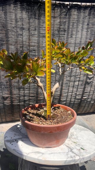 BONSAI LAGEOSTREMIA INDICA
