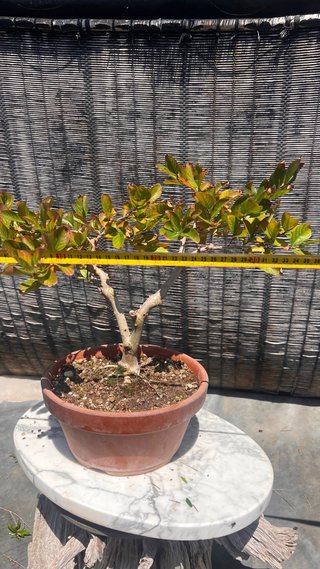 BONSAI LAGEOSTREMIA INDICA