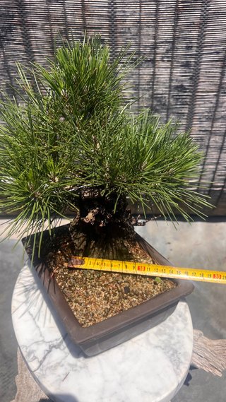 BONSAI PINO NEGRO JAPON THUNBERGI / CORTICOSA