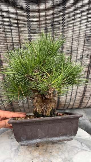 BONSAI PINO NEGRO JAPON THUNBERGI / CORTICOSA