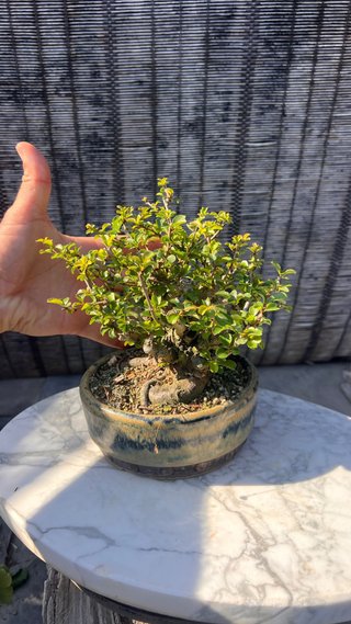 BONSAI MAME / SHOHIN CHOJUBAI / IMPORT JAPON