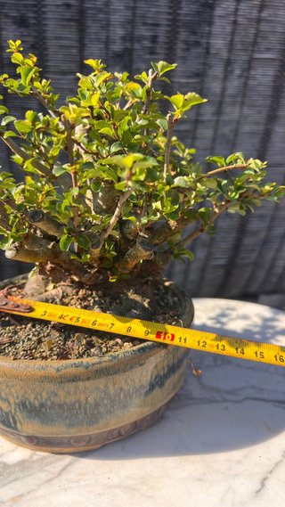 BONSAI MAME / SHOHIN CHOJUBAI / IMPORT JAPON