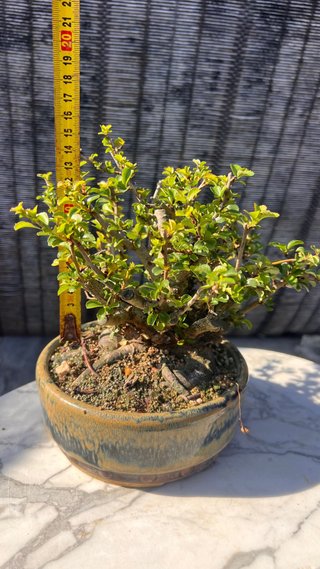 BONSAI MAME / SHOHIN CHOJUBAI / IMPORT JAPON