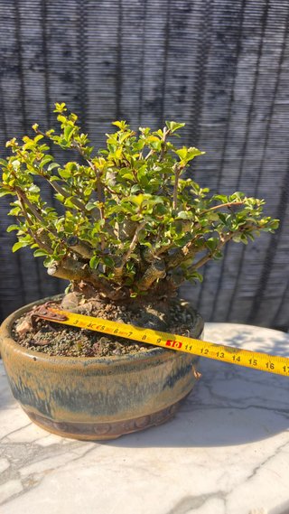 BONSAI MAME / SHOHIN CHOJUBAI / IMPORT JAPON
