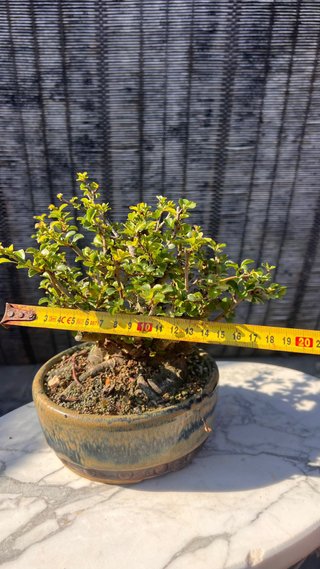 BONSAI MAME / SHOHIN CHOJUBAI / IMPORT JAPON