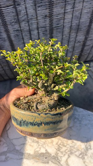 BONSAI MAME / SHOHIN CHOJUBAI / IMPORT JAPON