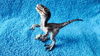 Velociraptor