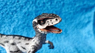 Velociraptor