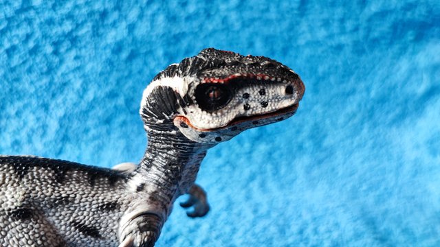 Velociraptor