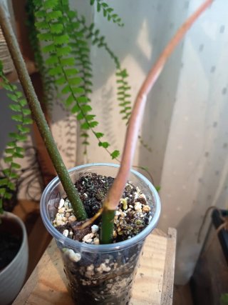 Philodendron Florida Ghost