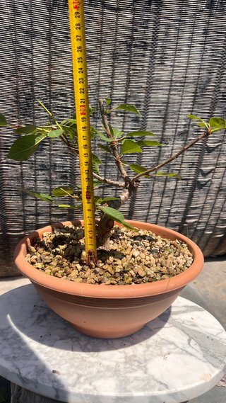 PRE BONSAI CEREZO SILVESTRE