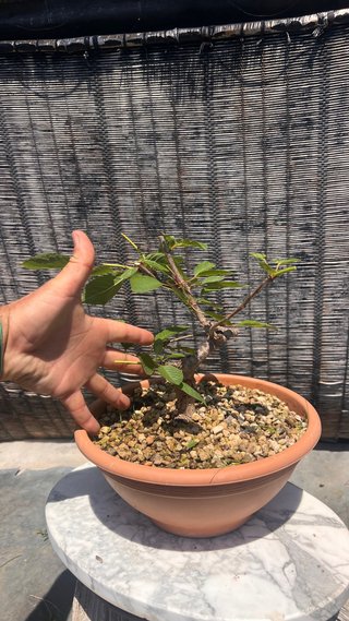 PRE BONSAI CEREZO SILVESTRE