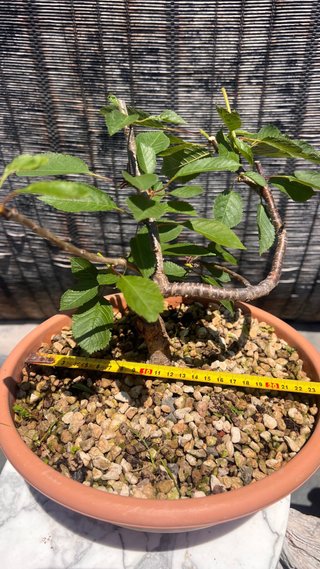 PRE BONSAI CEREZO SILVESTRE
