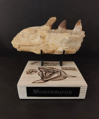 Expositor Colección  Mosasaurus Ref: MM-015