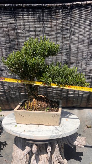 BONSAI BUXUS HARLANDI DE CORTEZA
