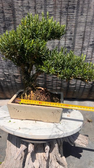 BONSAI BUXUS HARLANDI DE CORTEZA