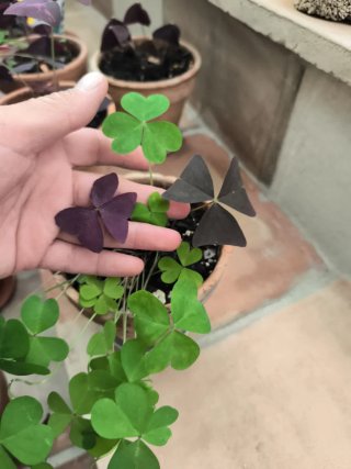 Oxalis 1