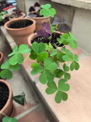 Oxalis 1