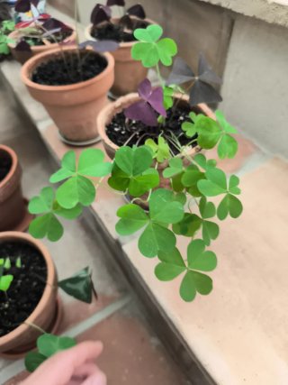 Oxalis 1