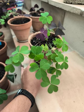 Oxalis 1