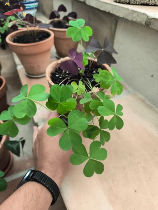 Oxalis 1