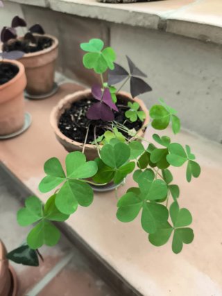 Oxalis 1