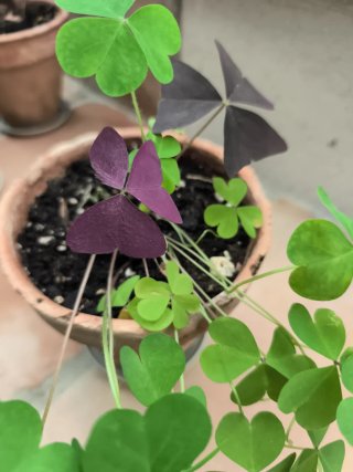 Oxalis 1