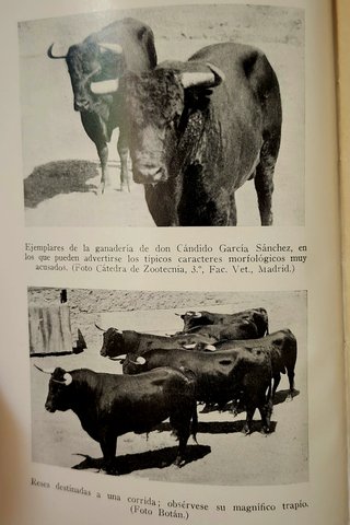 El toro de lidia