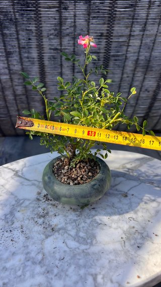 BONSAI ROSAL JAPONES FLOR ROSA MACETA AUTOR