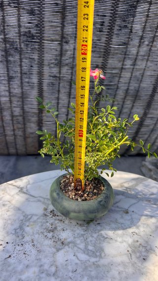 BONSAI ROSAL JAPONES FLOR ROSA MACETA AUTOR