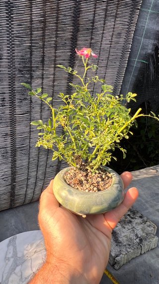 BONSAI ROSAL JAPONES FLOR ROSA MACETA AUTOR