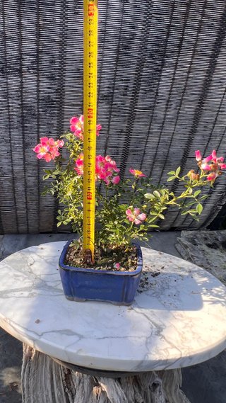 BONSAI ROSAL JAPONES FLOR ROSA MACETA AUTOR