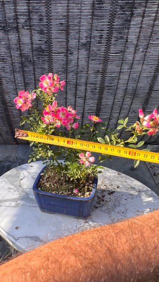 BONSAI ROSAL JAPONES FLOR ROSA MACETA AUTOR