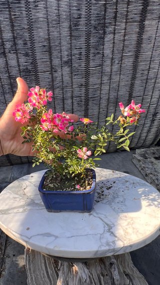BONSAI ROSAL JAPONES FLOR ROSA MACETA AUTOR