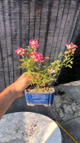 BONSAI ROSAL JAPONES FLOR ROSA MACETA AUTOR