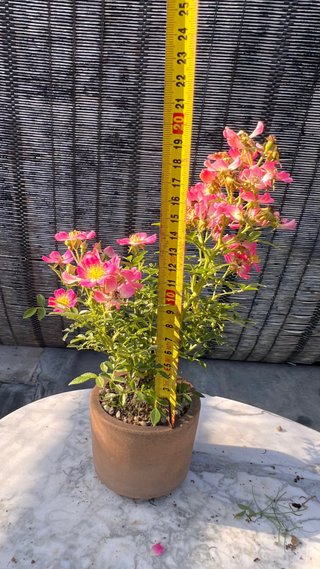 BONSAI ROSAL JAPONES FLOR ROSA MACETA AUTOR