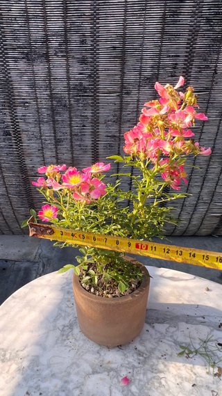 BONSAI ROSAL JAPONES FLOR ROSA MACETA AUTOR