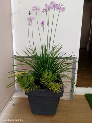 Vasi decorativi con Tulbagia e Senecio