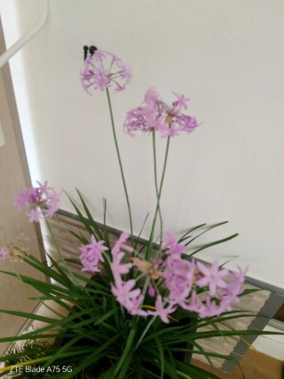 Vasi decorativi con Tulbagia e Senecio