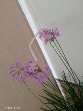Vasi decorativi con Tulbagia e Senecio