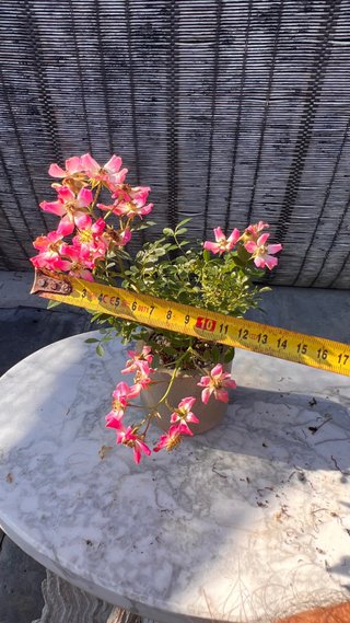 BONSAI ROSAL JAPONES FLOR ROSA MACETA AUTOR