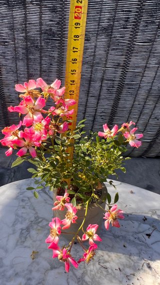 BONSAI ROSAL JAPONES FLOR ROSA MACETA AUTOR