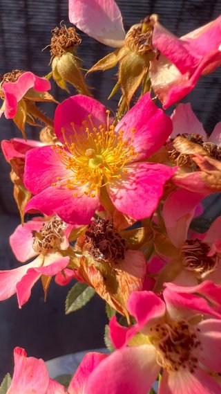 BONSAI ROSAL JAPONES FLOR ROSA MACETA AUTOR