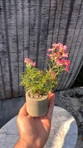 BONSAI ROSAL JAPONES FLOR ROSA MACETA AUTOR