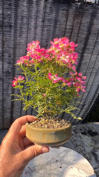 BONSAI ROSAL JAPONES FLOR ROSA MACETA AUTOR