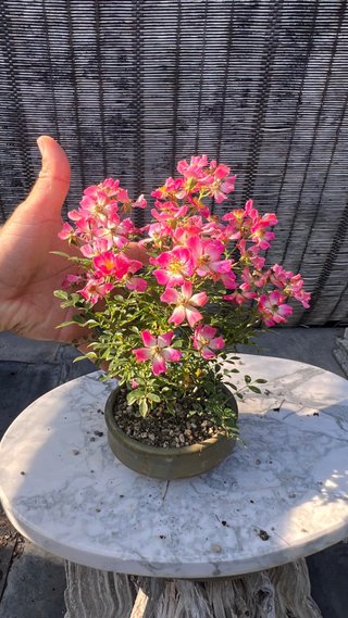 BONSAI ROSAL JAPONES FLOR ROSA MACETA AUTOR