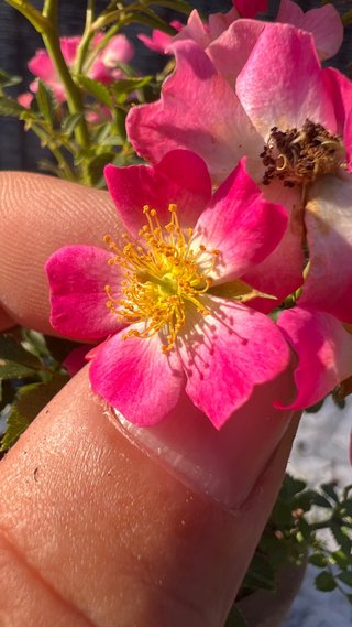 BONSAI ROSAL JAPONES FLOR ROSA MACETA AUTOR