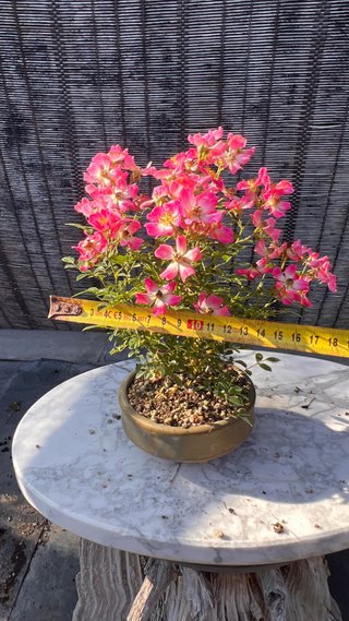 BONSAI ROSAL JAPONES FLOR ROSA MACETA AUTOR