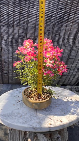 BONSAI ROSAL JAPONES FLOR ROSA MACETA AUTOR