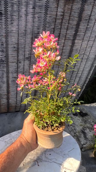 BONSAI ROSAL JAPONES FLOR ROSA MACETA AUTOR